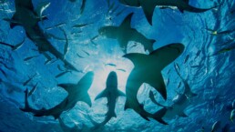Silhouette of circling sharks,Bahamas