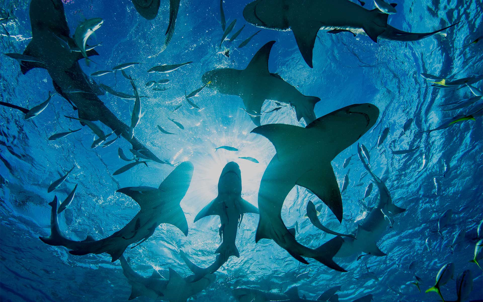 Silhouette of circling sharks,Bahamas