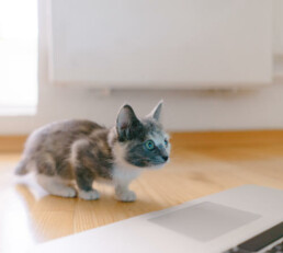 Kittin crouching down in front of a laptop, staring intently at the screen