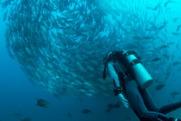 scuba diver swimming up to a swirl of fish