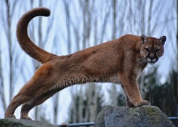 cougar stretching