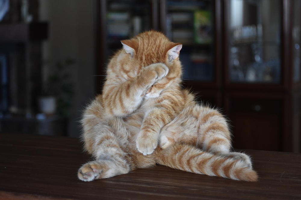 orange tabby cat covering its eyes with a paw