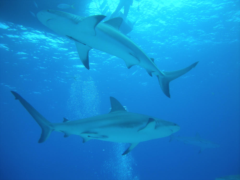 underwater view of sharks circling